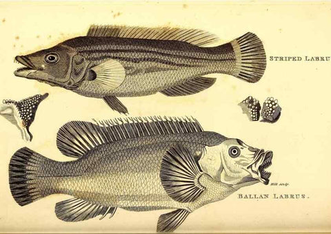 Reproducción/Reproduction 49826665136: General zoology, or Systematic natural history. London,Printed for G. Kearsley,1800-1826.. 