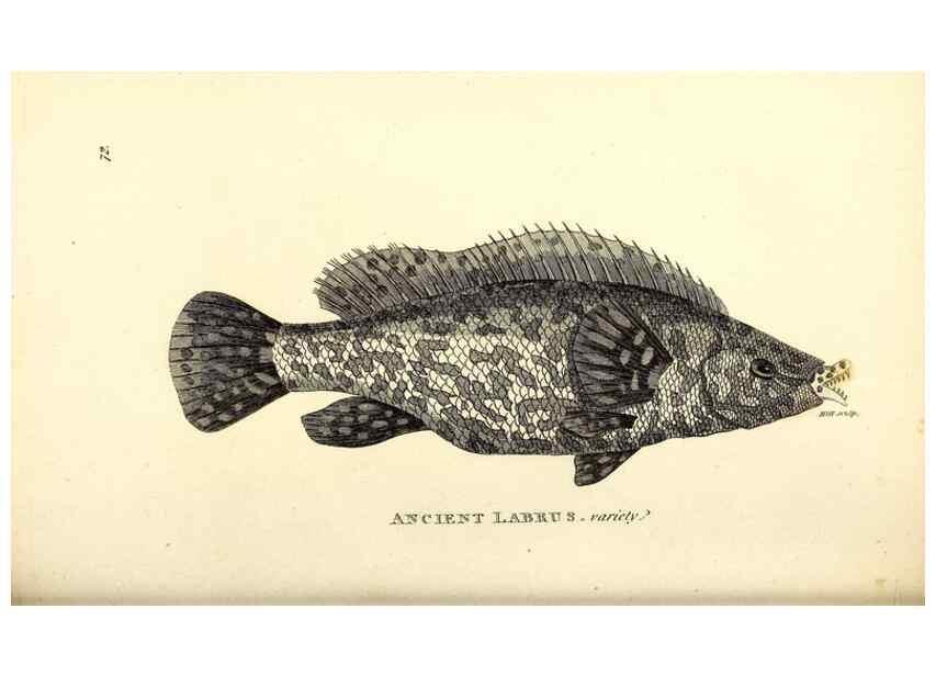 Reproducción/Reproduction 49826980117: General zoology, or Systematic natural history. London,Printed for G. Kearsley,1800-1826.. 
