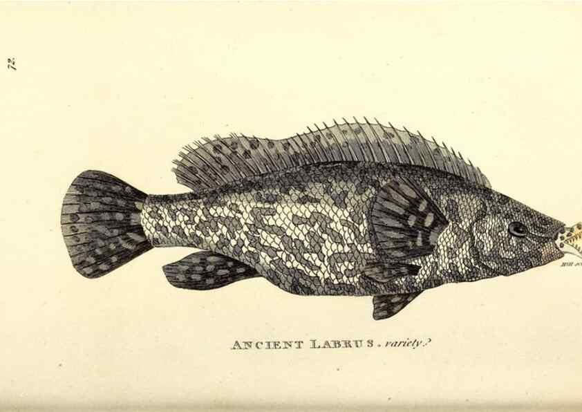 Reproducción/Reproduction 49826980117: General zoology, or Systematic natural history. London,Printed for G. Kearsley,1800-1826.. 