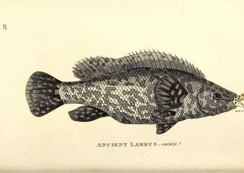 Reproducción/Reproduction 49826980117: General zoology, or Systematic natural history. London,Printed for G. Kearsley,1800-1826.. 