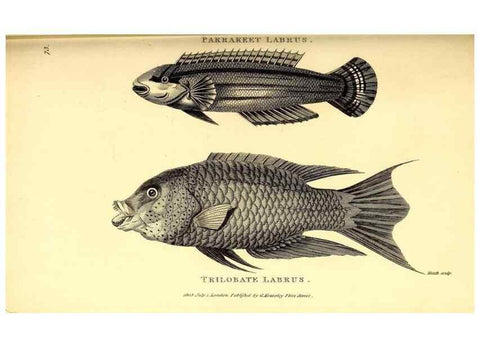 Reproducción/Reproduction 49826665721: General zoology, or Systematic natural history. London,Printed for G. Kearsley,1800-1826.. 