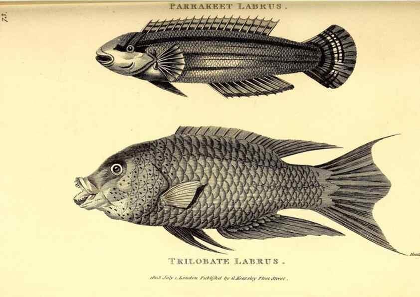 Reproducción/Reproduction 49826665721: General zoology, or Systematic natural history. London,Printed for G. Kearsley,1800-1826.. 