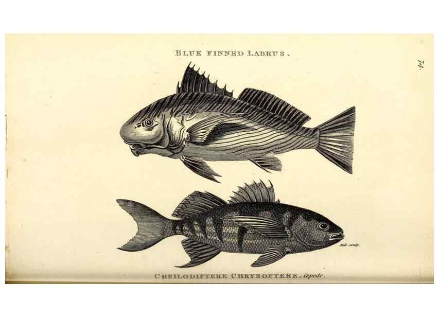 Reproducción/Reproduction 49826980737: General zoology, or Systematic natural history. London,Printed for G. Kearsley,1800-1826.. 