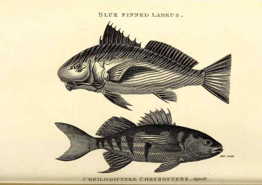 Reproducción/Reproduction 49826980737: General zoology, or Systematic natural history. London,Printed for G. Kearsley,1800-1826.. 
