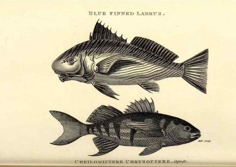 Reproducción/Reproduction 49826980737: General zoology, or Systematic natural history. London,Printed for G. Kearsley,1800-1826.. 