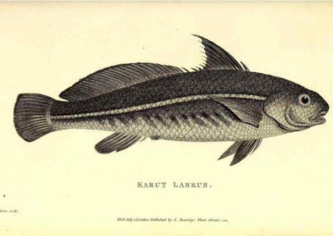 Reproducción/Reproduction 49826666366: General zoology, or Systematic natural history. London,Printed for G. Kearsley,1800-1826.. 