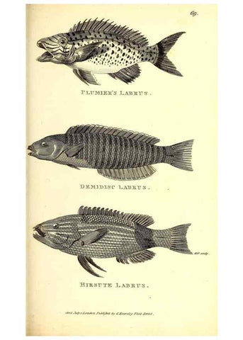 Reproducción/Reproduction 49826664221: General zoology, or Systematic natural history. London,Printed for G. Kearsley,1800-1826.. 