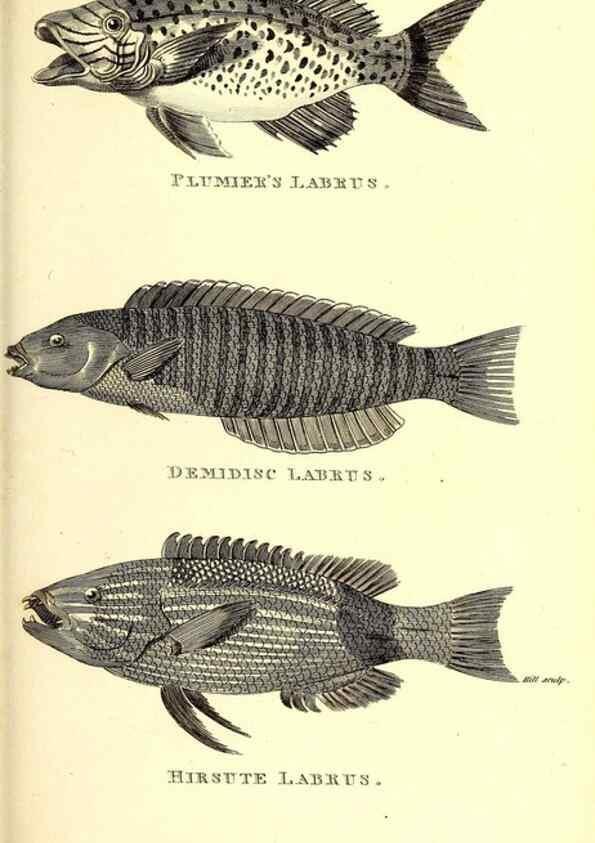 Reproducción/Reproduction 49826664221: General zoology, or Systematic natural history. London,Printed for G. Kearsley,1800-1826.. 