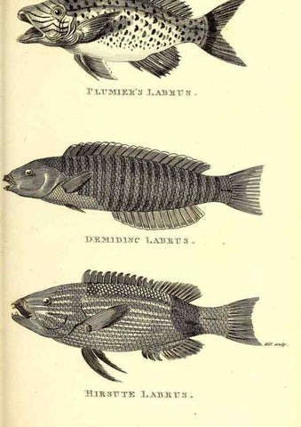 Reproducción/Reproduction 49826664221: General zoology, or Systematic natural history. London,Printed for G. Kearsley,1800-1826.. 