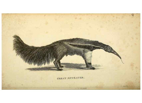 Reproducción/Reproduction 49826735832: General zoology, or Systematic natural history. London,Printed for G. Kearsley,1800-1826.. 
