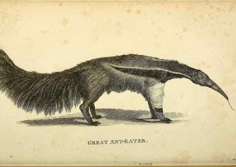 Reproducción/Reproduction 49826735832: General zoology, or Systematic natural history. London,Printed for G. Kearsley,1800-1826.. 
