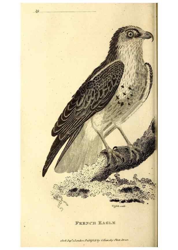 Reproducción/Reproduction 49830365787: General zoology, or Systematic natural history. London,Printed for G. Kearsley,1800-1826.. 