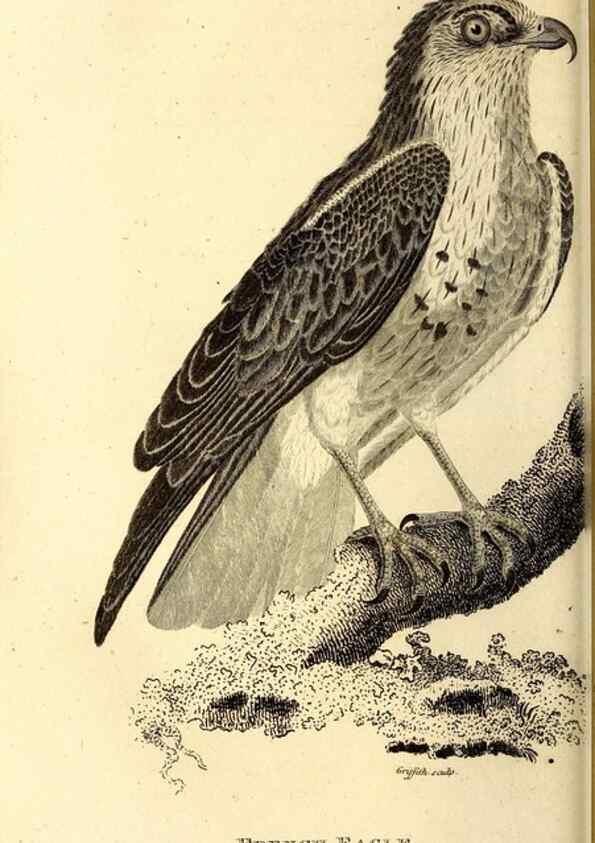 Reproducción/Reproduction 49830365787: General zoology, or Systematic natural history. London,Printed for G. Kearsley,1800-1826.. 