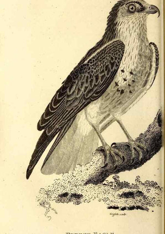 Reproducción/Reproduction 49830365787: General zoology, or Systematic natural history. London,Printed for G. Kearsley,1800-1826.. 