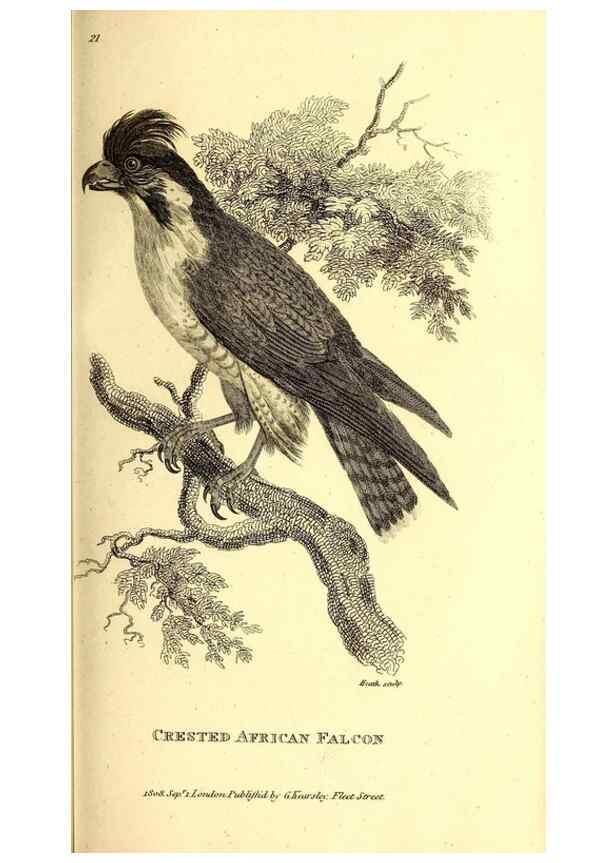 Reproducción/Reproduction 49829527458: General zoology, or Systematic natural history. London,Printed for G. Kearsley,1800-1826.. 