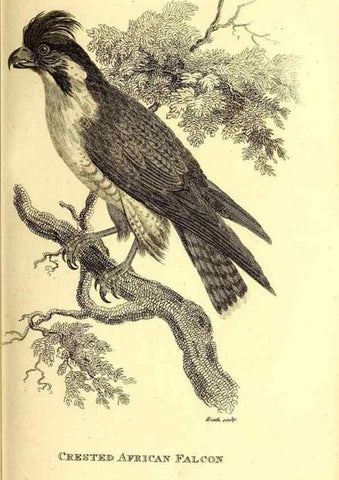 Reproducción/Reproduction 49829527458: General zoology, or Systematic natural history. London,Printed for G. Kearsley,1800-1826.. 