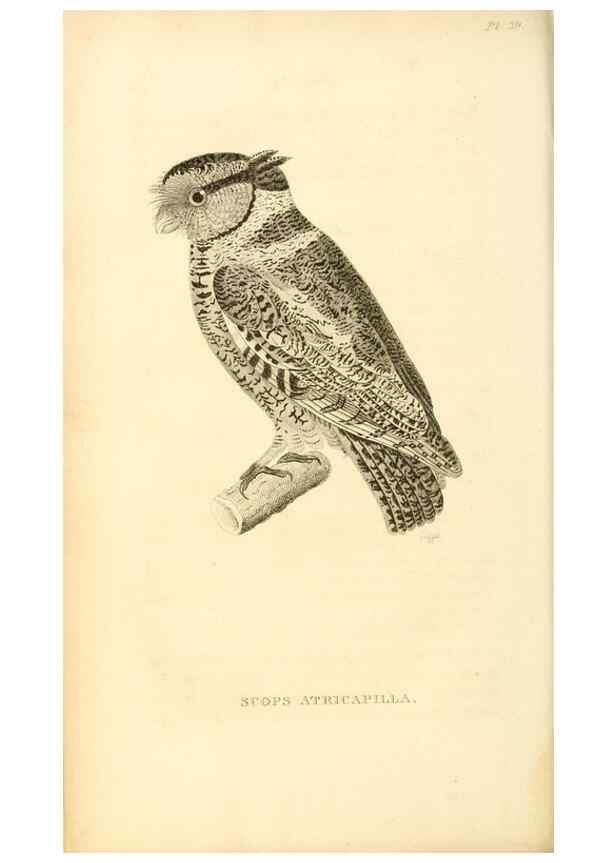 Reproducción/Reproduction 49830502978: General zoology, or Systematic natural history. London,Printed for G. Kearsley,1800-1826.. 