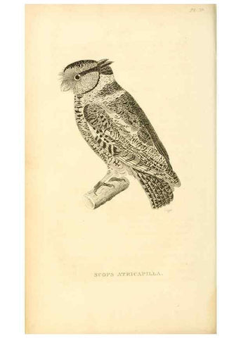 Reproducción/Reproduction 49830502978: General zoology, or Systematic natural history. London,Printed for G. Kearsley,1800-1826.. 