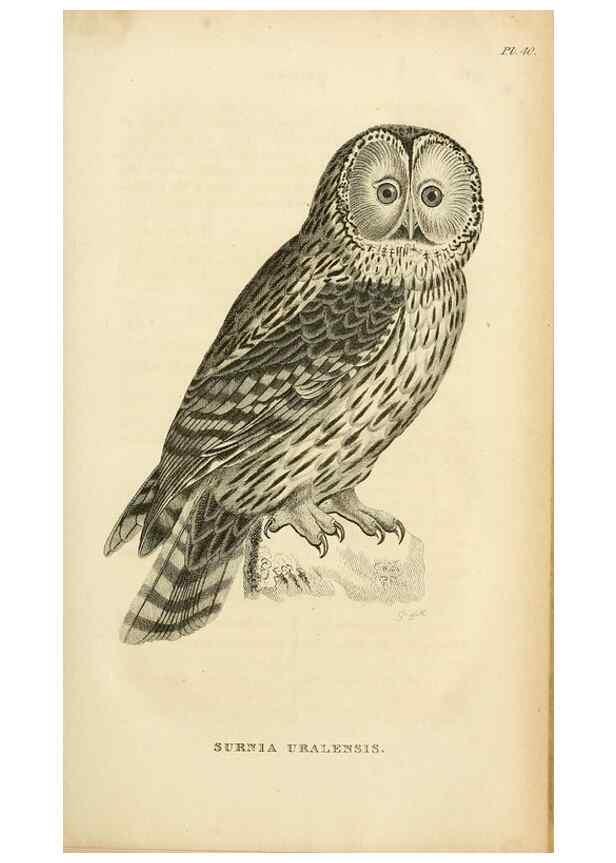 Reproducción/Reproduction 49831345572: General zoology, or Systematic natural history. London,Printed for G. Kearsley,1800-1826.. 