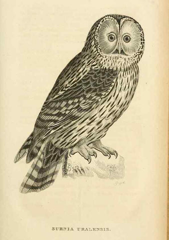 Reproducción/Reproduction 49831345572: General zoology, or Systematic natural history. London,Printed for G. Kearsley,1800-1826.. 