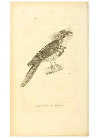 Reproducción/Reproduction 49831036876: General zoology, or Systematic natural history. London,Printed for G. Kearsley,1800-1826.. 