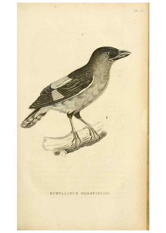 Reproducción/Reproduction 49830504278: General zoology, or Systematic natural history. London,Printed for G. Kearsley,1800-1826.. 