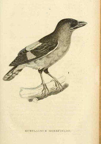 Reproducción/Reproduction 49830504278: General zoology, or Systematic natural history. London,Printed for G. Kearsley,1800-1826.. 