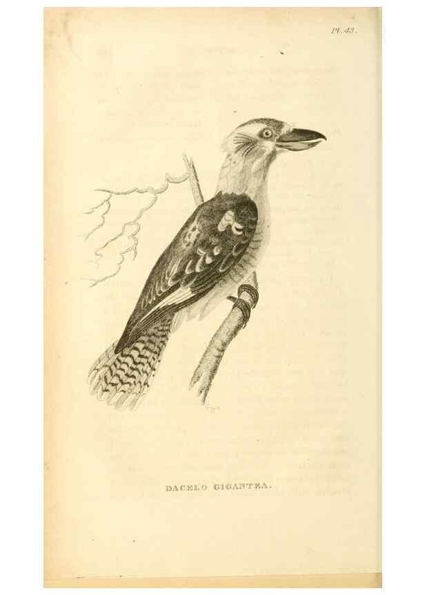 Reproducción/Reproduction 49830504533: General zoology, or Systematic natural history. London,Printed for G. Kearsley,1800-1826.. 