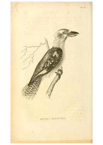 Reproducción/Reproduction 49830504533: General zoology, or Systematic natural history. London,Printed for G. Kearsley,1800-1826.. 