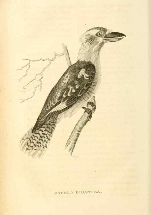 Reproducción/Reproduction 49830504533: General zoology, or Systematic natural history. London,Printed for G. Kearsley,1800-1826.. 