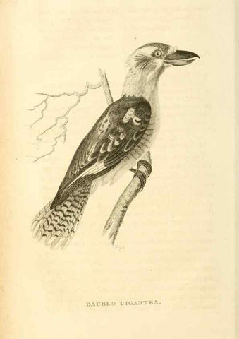 Reproducción/Reproduction 49830504533: General zoology, or Systematic natural history. London,Printed for G. Kearsley,1800-1826.. 