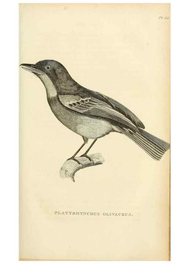 Reproducción/Reproduction 49831037906: General zoology, or Systematic natural history. London,Printed for G. Kearsley,1800-1826.. 