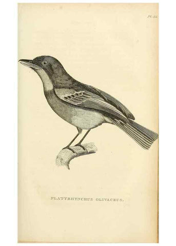 Reproducción/Reproduction 49831037906: General zoology, or Systematic natural history. London,Printed for G. Kearsley,1800-1826.. 