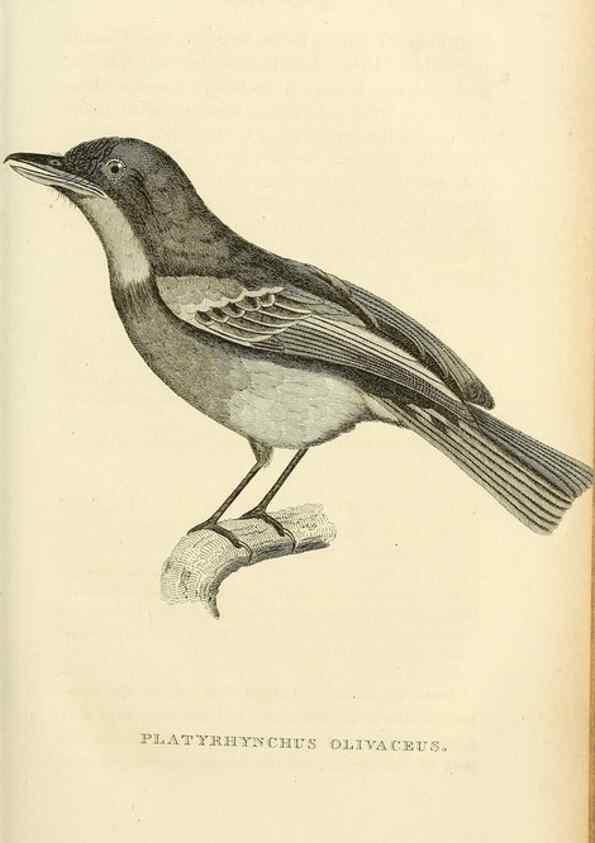 Reproducción/Reproduction 49831037906: General zoology, or Systematic natural history. London,Printed for G. Kearsley,1800-1826.. 