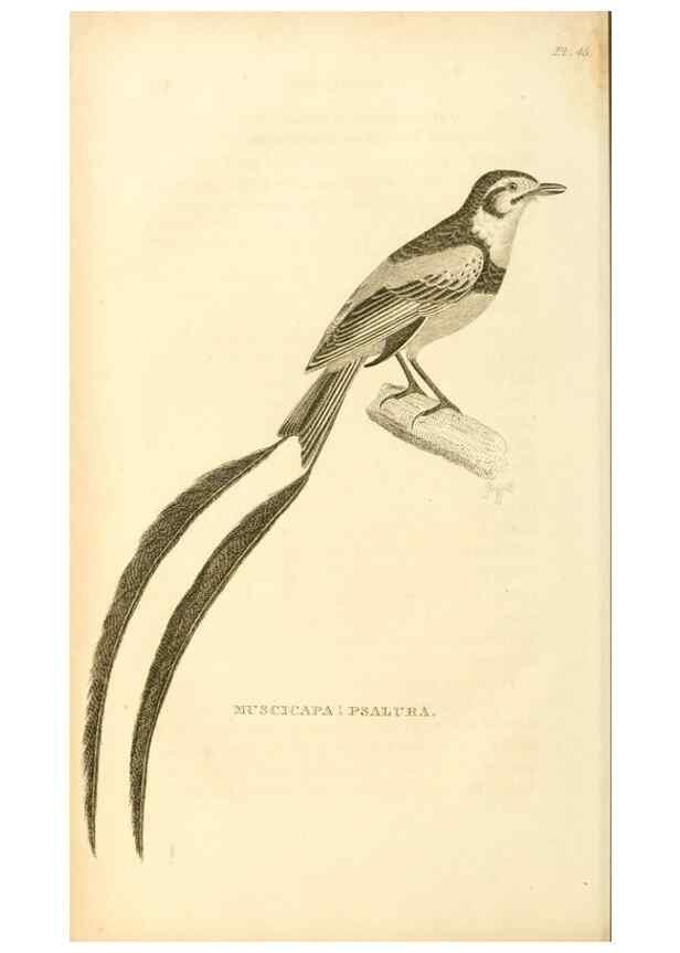 Reproducción/Reproduction 49831038191: General zoology, or Systematic natural history. London,Printed for G. Kearsley,1800-1826.. 
