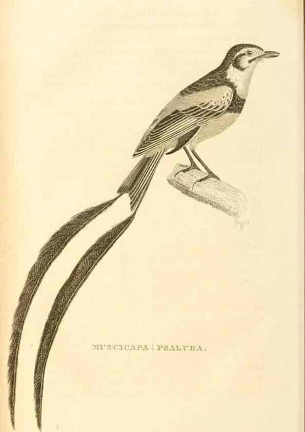Reproducción/Reproduction 49831038191: General zoology, or Systematic natural history. London,Printed for G. Kearsley,1800-1826.. 