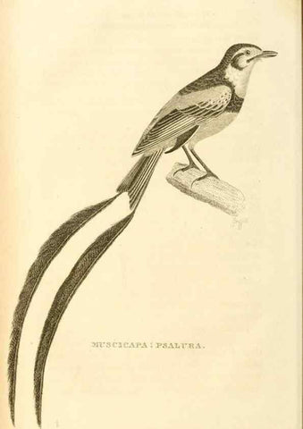 Reproducción/Reproduction 49831038191: General zoology, or Systematic natural history. London,Printed for G. Kearsley,1800-1826.. 