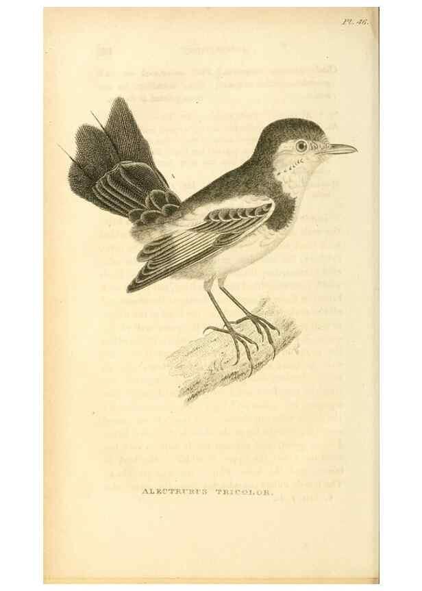 Reproducción/Reproduction 49831347637: General zoology, or Systematic natural history. London,Printed for G. Kearsley,1800-1826.. 