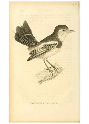 Reproducción/Reproduction 49831347637: General zoology, or Systematic natural history. London,Printed for G. Kearsley,1800-1826.. 