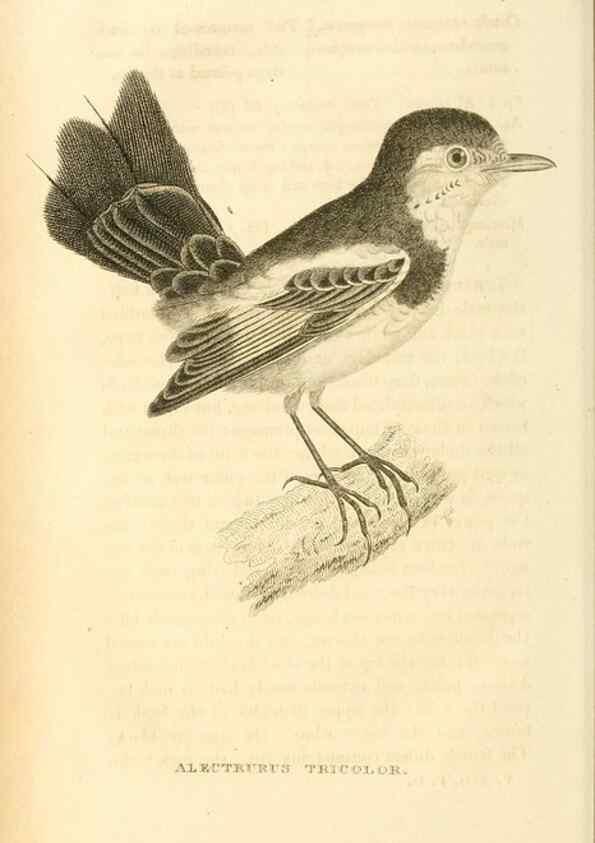 Reproducción/Reproduction 49831347637: General zoology, or Systematic natural history. London,Printed for G. Kearsley,1800-1826.. 