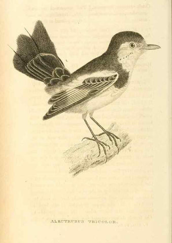 Reproducción/Reproduction 49831347637: General zoology, or Systematic natural history. London,Printed for G. Kearsley,1800-1826.. 