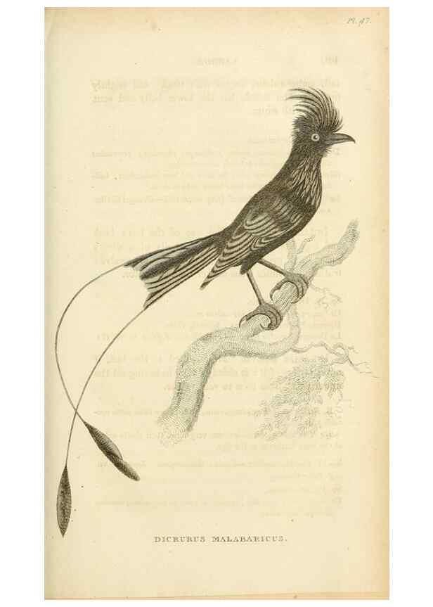 Reproducción/Reproduction 49831038811: General zoology, or Systematic natural history. London,Printed for G. Kearsley,1800-1826.. 