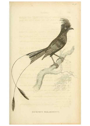 Reproducción/Reproduction 49831038811: General zoology, or Systematic natural history. London,Printed for G. Kearsley,1800-1826.. 