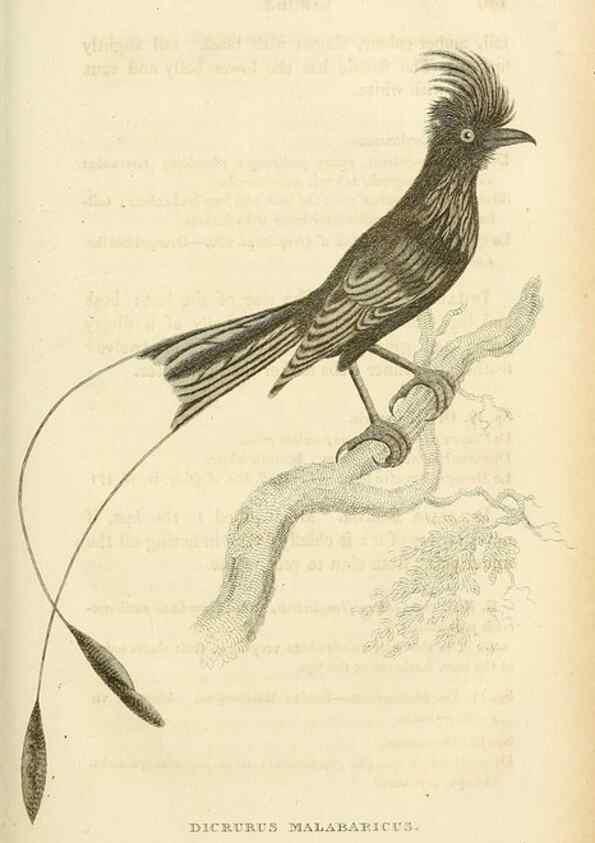 Reproducción/Reproduction 49831038811: General zoology, or Systematic natural history. London,Printed for G. Kearsley,1800-1826.. 