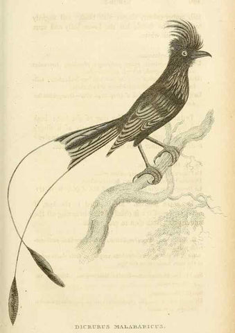 Reproducción/Reproduction 49831038811: General zoology, or Systematic natural history. London,Printed for G. Kearsley,1800-1826.. 