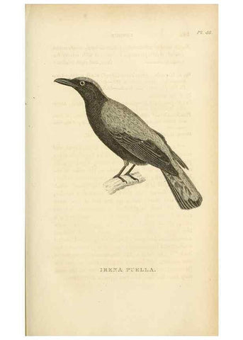 Reproducción/Reproduction 49831348302: General zoology, or Systematic natural history. London,Printed for G. Kearsley,1800-1826.. 