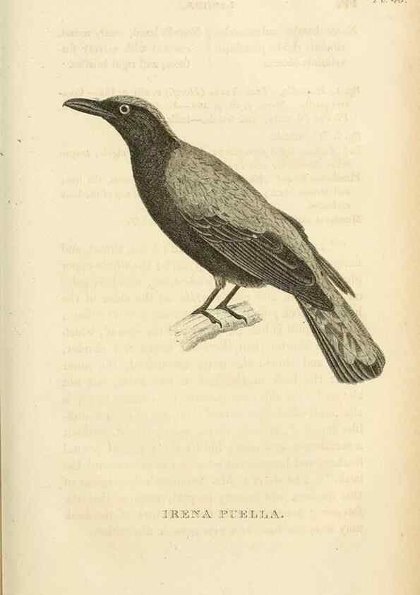 Reproducción/Reproduction 49831348302: General zoology, or Systematic natural history. London,Printed for G. Kearsley,1800-1826.. 