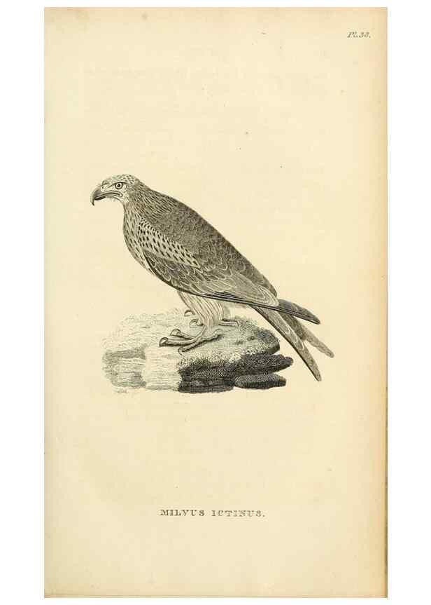 Reproducción/Reproduction 49831344682: General zoology, or Systematic natural history. London,Printed for G. Kearsley,1800-1826.. 