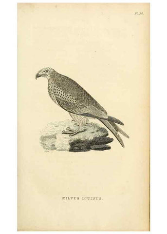 Reproducción/Reproduction 49831344682: General zoology, or Systematic natural history. London,Printed for G. Kearsley,1800-1826.. 