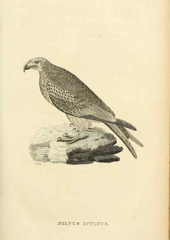 Reproducción/Reproduction 49831344682: General zoology, or Systematic natural history. London,Printed for G. Kearsley,1800-1826.. 